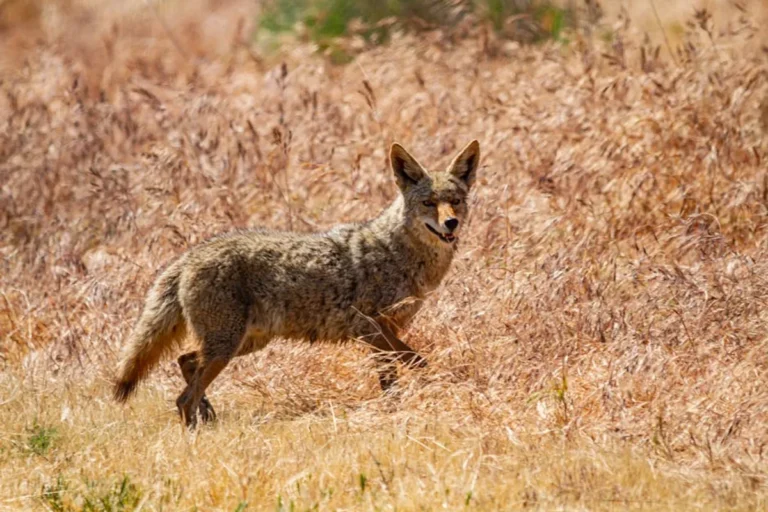 Coyote Spiritual Meaning and Symbolism