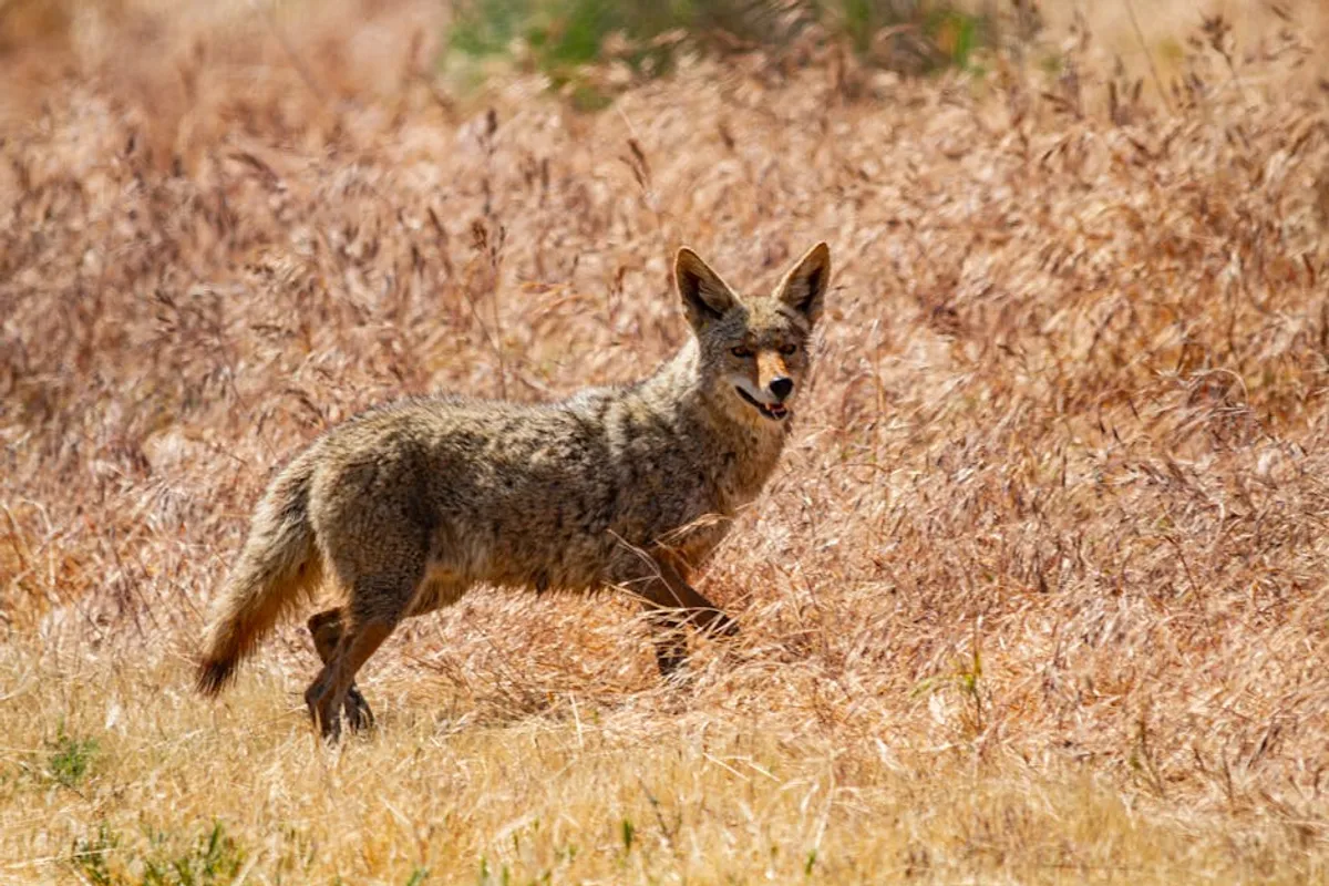 Coyote Spiritual Meaning and Symbolism
