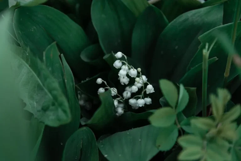Lily of the Valley Meaning and Symbolism