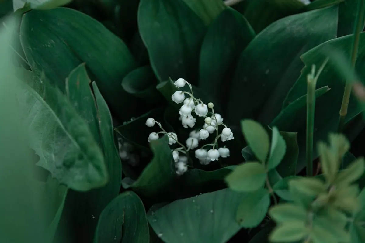 Lily of the Valley Meaning and Symbolism