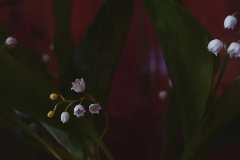 Lily of the Valley Meaning and Symbolism