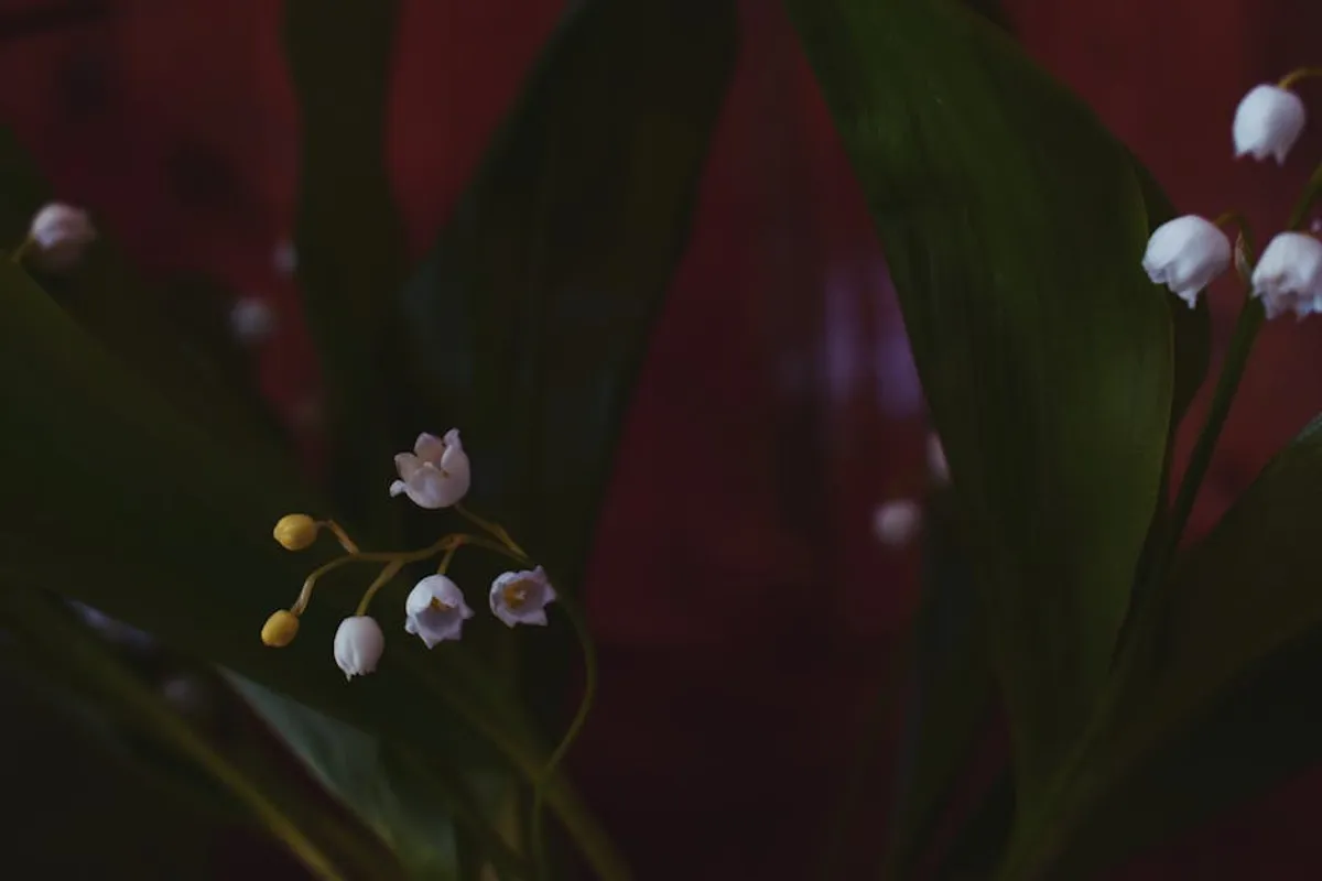 Lily of the Valley Meaning and Symbolism