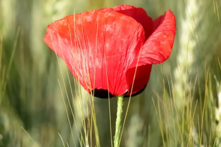Poppy Flower Meaning and Symbolism