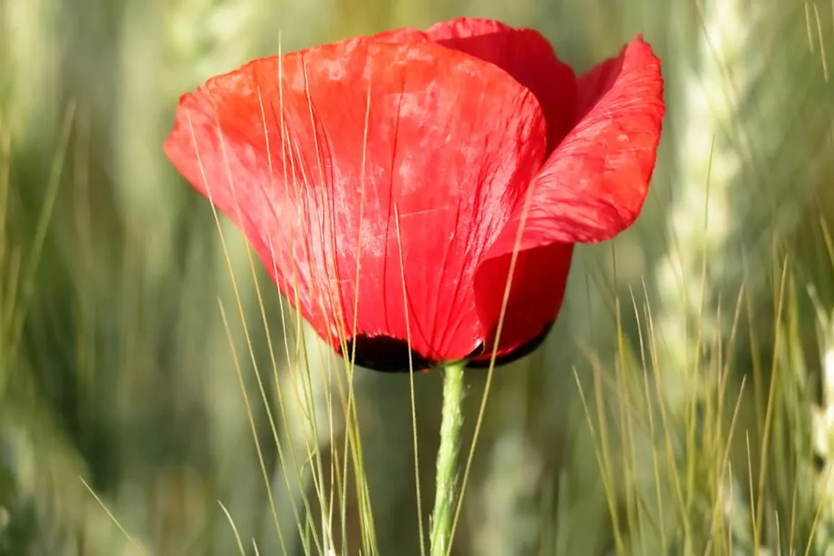 Poppy Flower Meaning and Symbolism