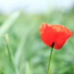 Poppy Flower Meaning and Symbolism