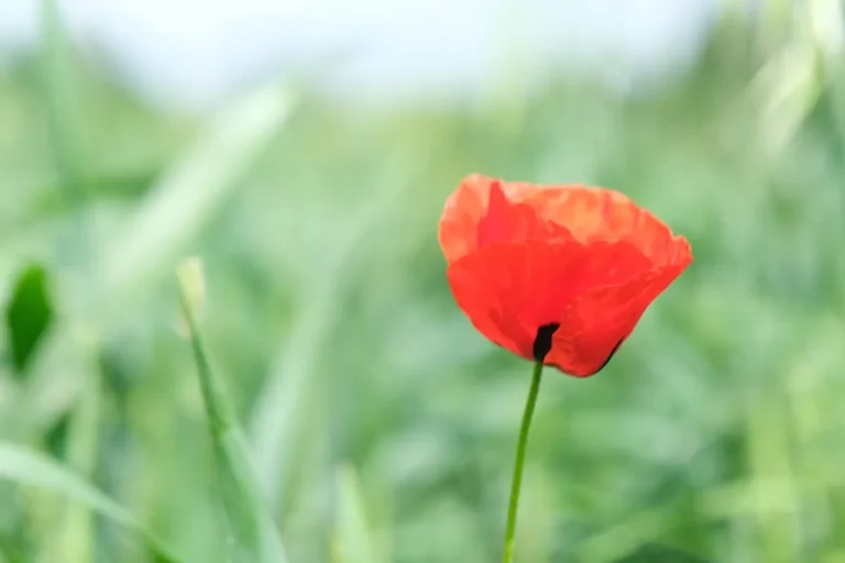 Poppy Flower Meaning and Symbolism